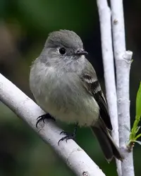 The Hammond's Flycatcher is A small round gray bird